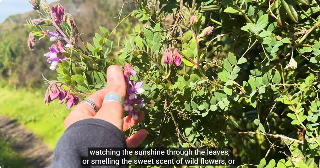 The Forest-Bathing Effect That Outlasts the Walk by 30 Days