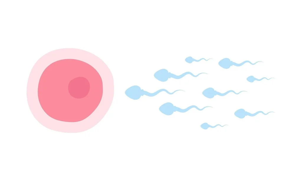 The 90-Day Sperm Reset: What Improves Male Fertility