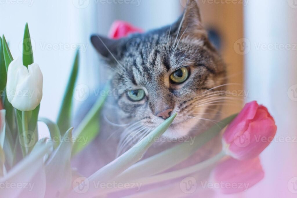 Love Cats But Hate the Smell